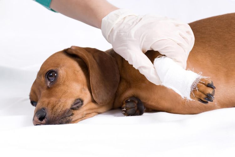 Esguince de pata en perros