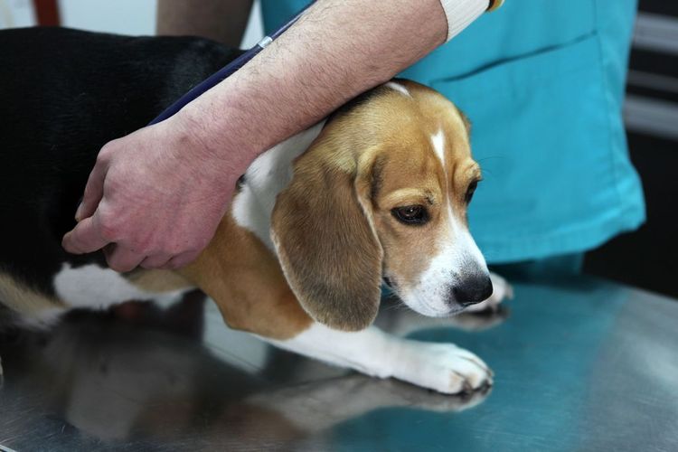 Distensión de la pata trasera en un perro