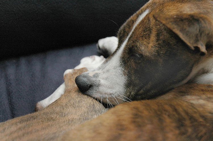 El perro se ha luxado una pata
