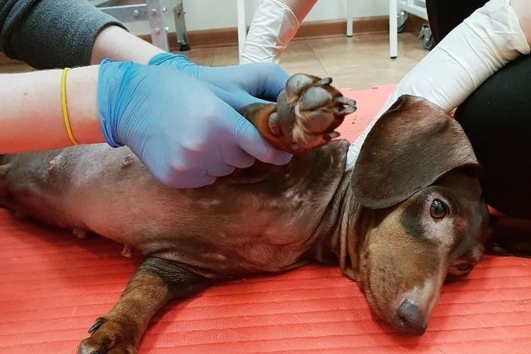 Luxación de la pata en un perro