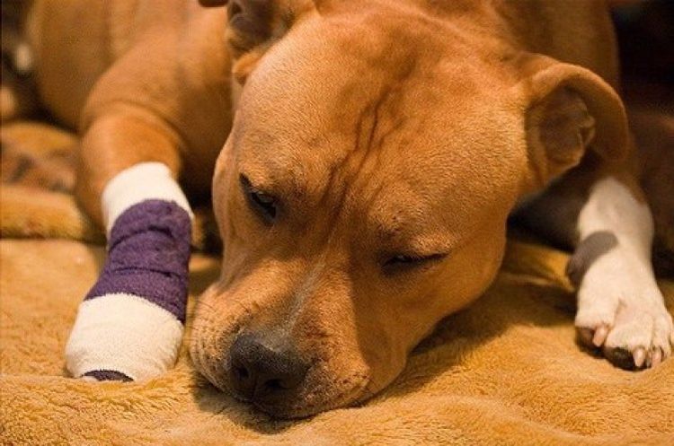 Luxación de la pata en un perro