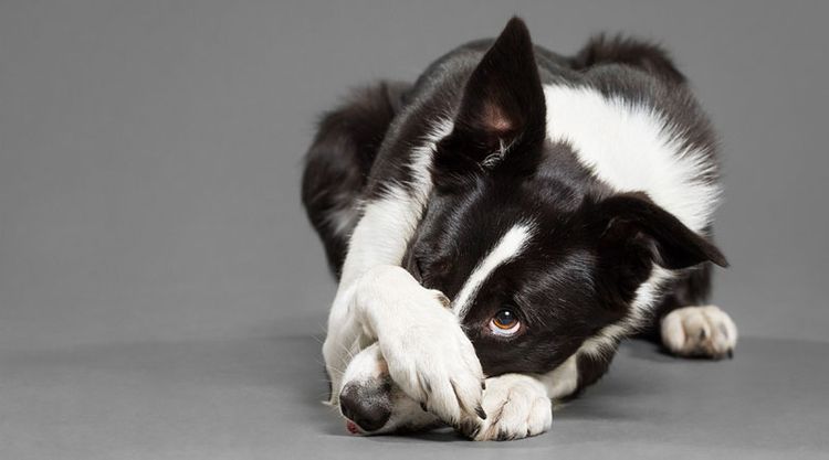 El perro se cubre el ojo con la pata