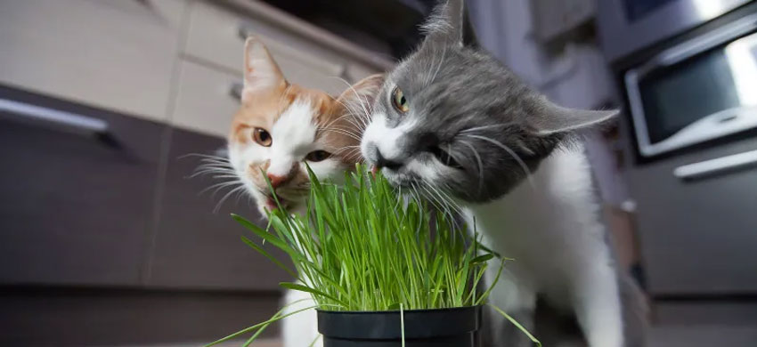 Heces verdes en gatos después de comer hierba