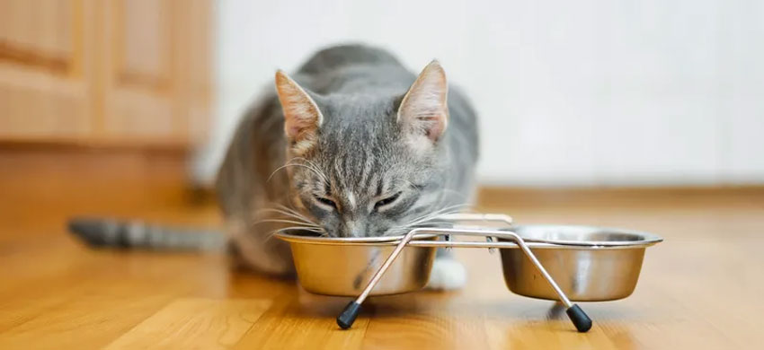 ¿Afecta la alimentación del gato al color de las heces?