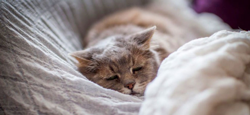 Síntomas de enfermedades del tracto gastrointestinal en el gato