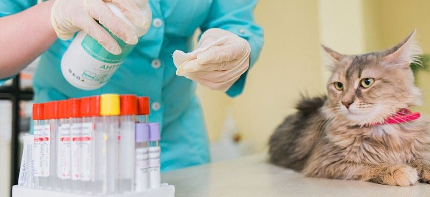 ¿Qué análisis se solicitan a los gatos con enfermedades del tracto gastrointestinal?