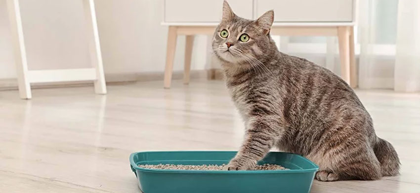 Qué indican el color y la consistencia de las heces en los gatos