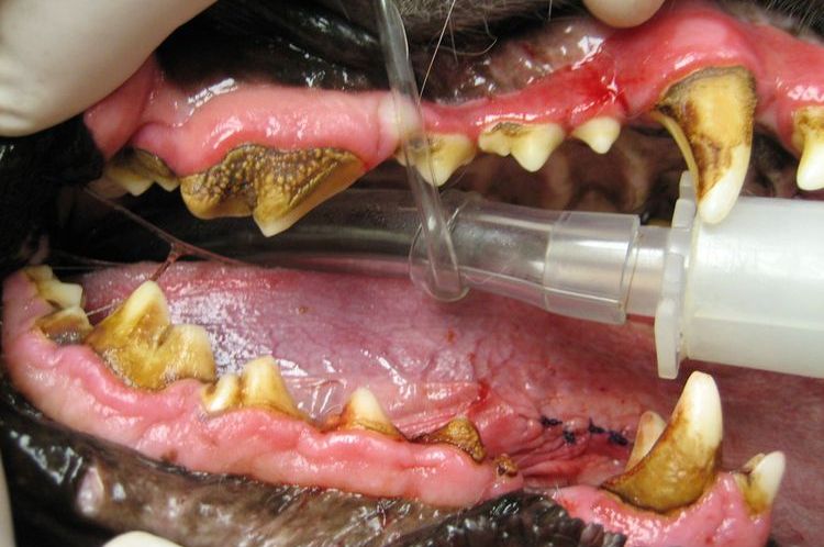 Sarro dental en perros