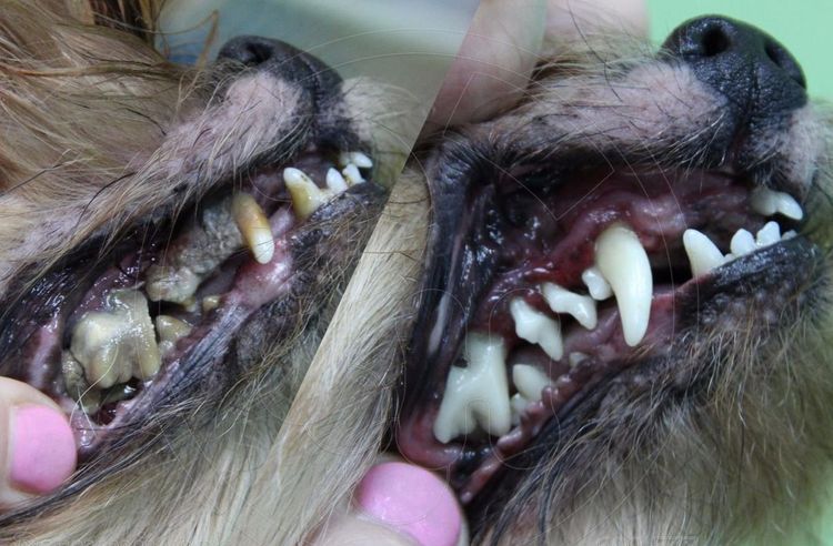 Eliminación del sarro en perros