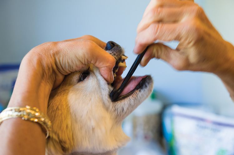 Limpieza dental del perro