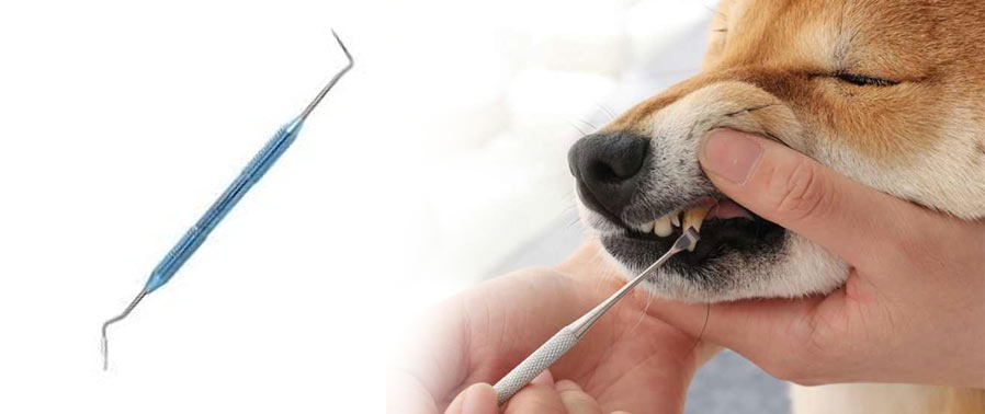 Limpieza mecánica del sarro dental en perros en casa