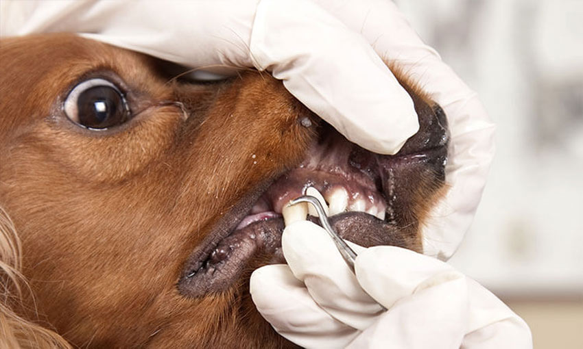 ¿Se puede eliminar la placa dental de un perro en casa por método mecánico?