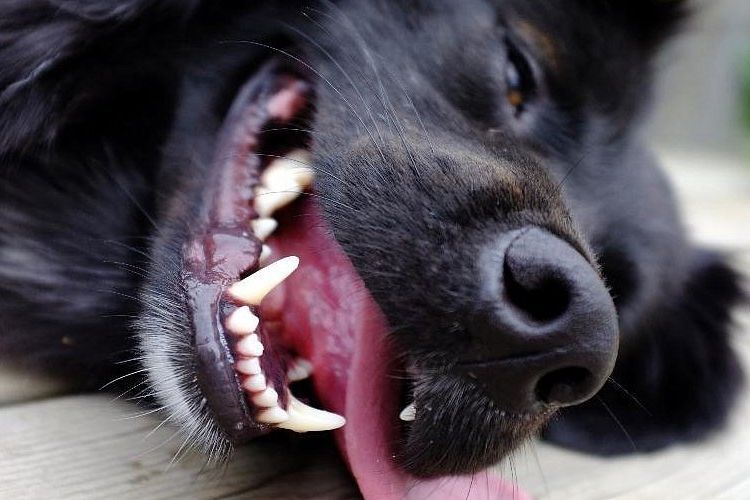 Sarro dental en perros