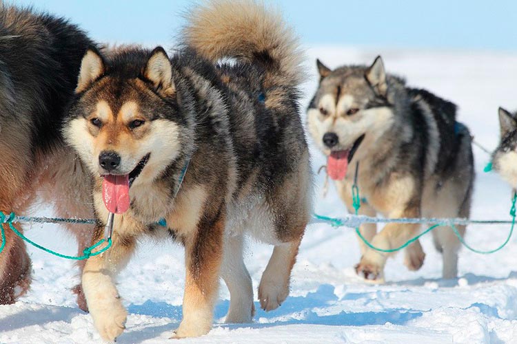 equipo de perros de trineo chukchi