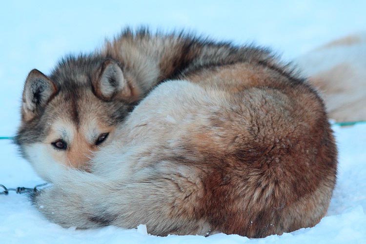 El perro de trineo chukchi duerme en la nieve