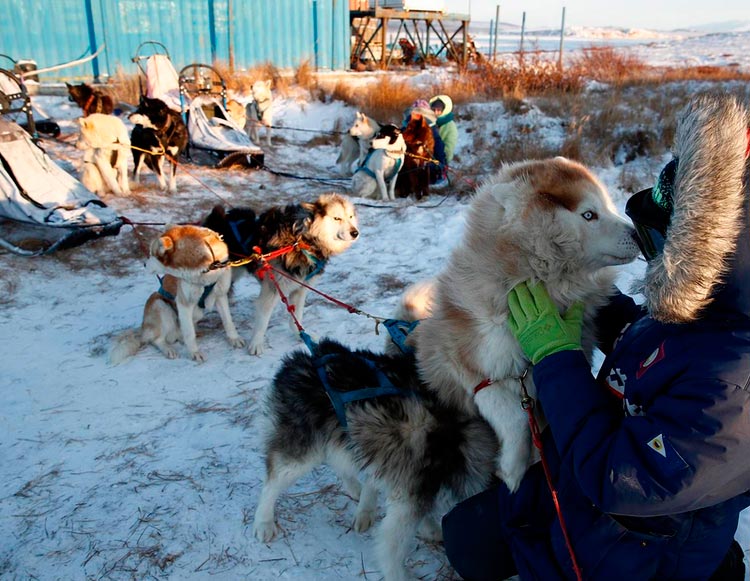 Perros de trineo de Chukotka en la escuela de mushers
