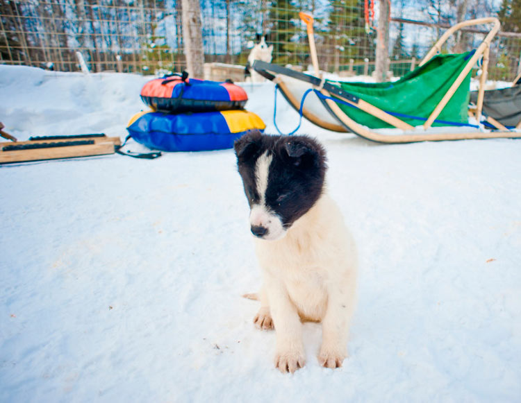 Cachorro de la raza Chukchi de trineo