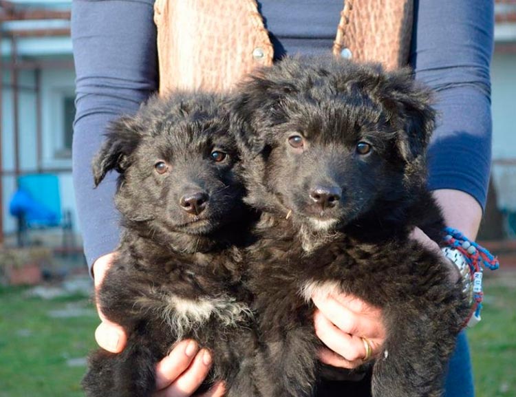 Cachorros de pastor croata