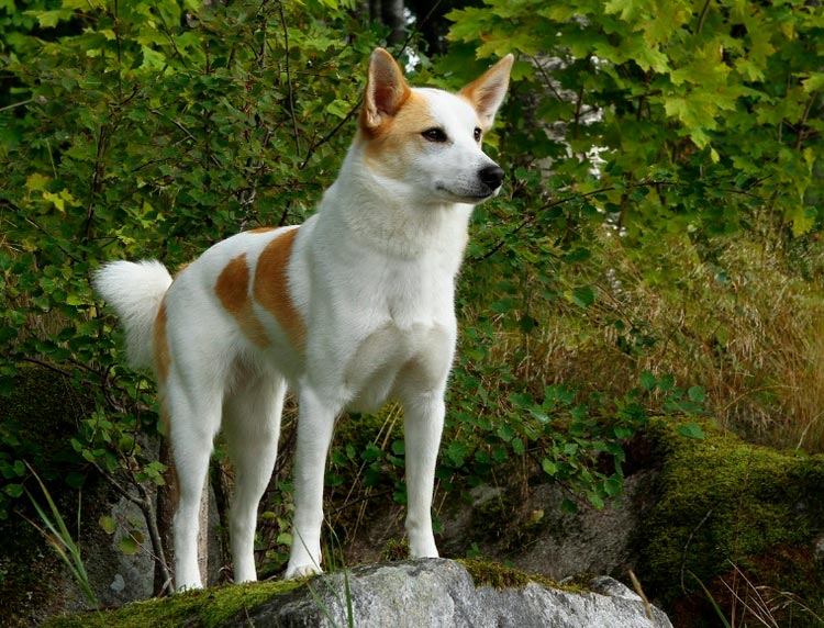 foto de Norbotten spitz