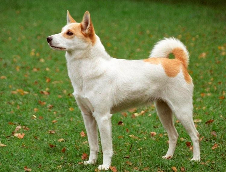 Perro de raza spitz de Norrbotten