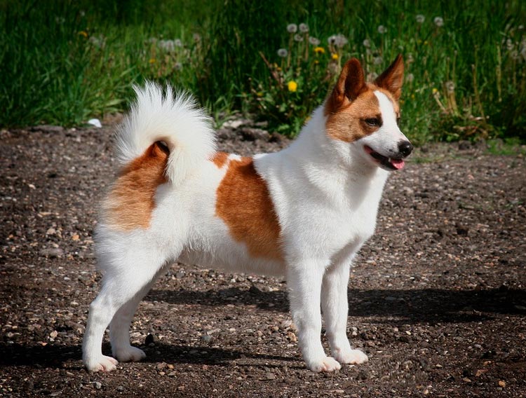 Raza de perro Norrbottenspitz