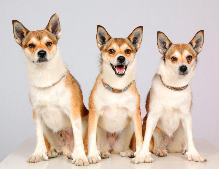 Tres Lundehunds noruegos