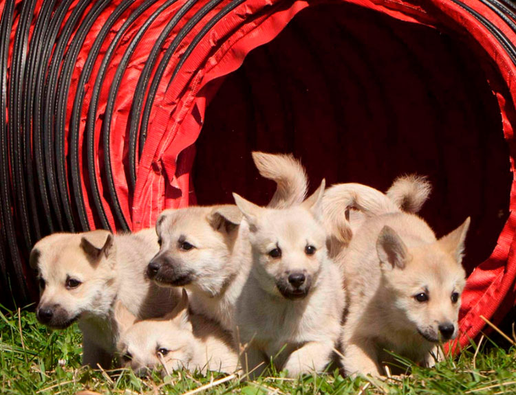 cachorros de Buhund noruego