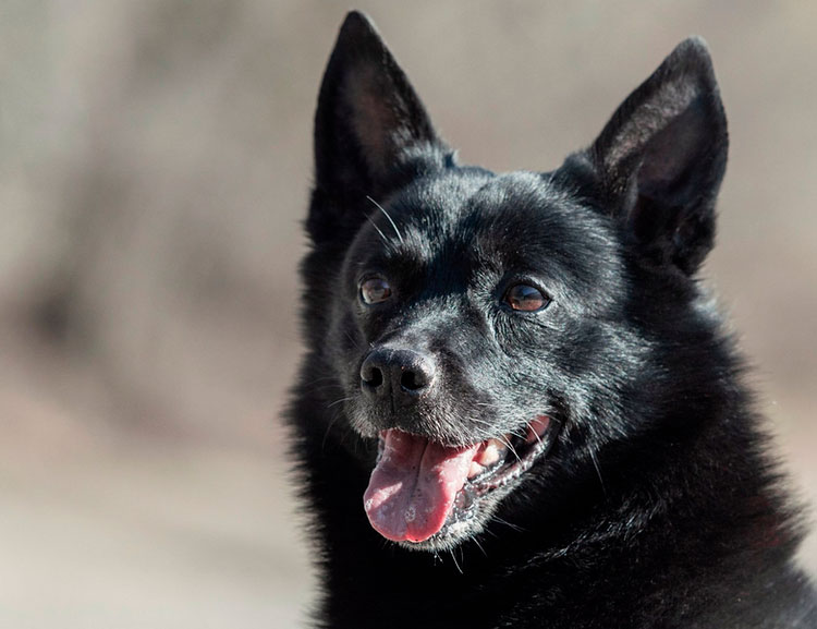 Buhund noruego negro