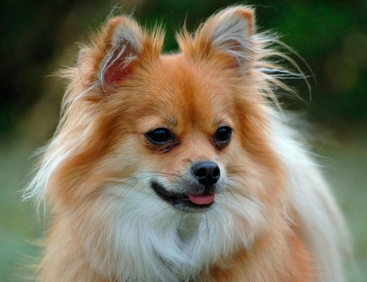 foto de Pomchi