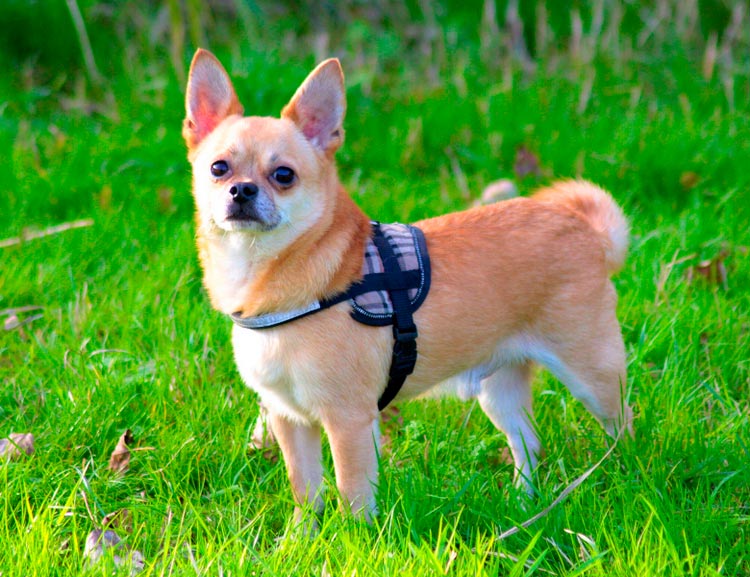 cómo se ve un Pomchi