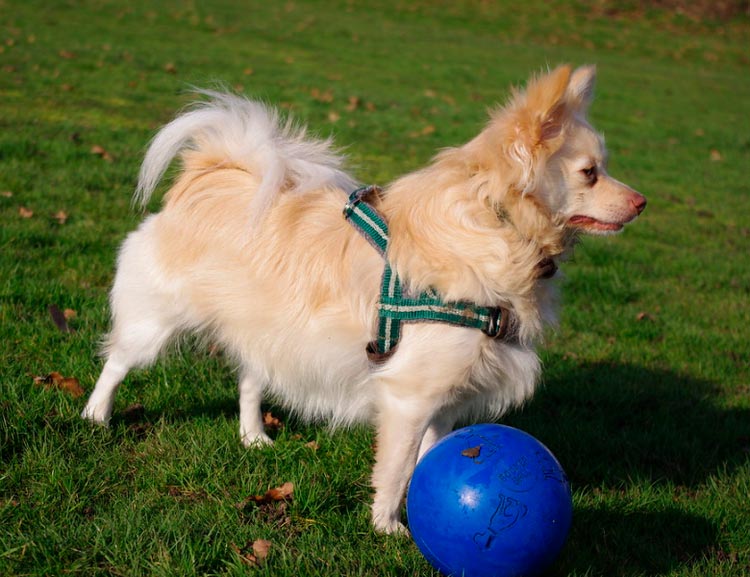 Pomchi en el paseo