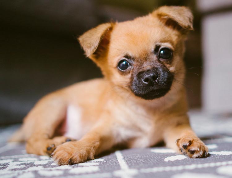 Cachorro de Pomchi