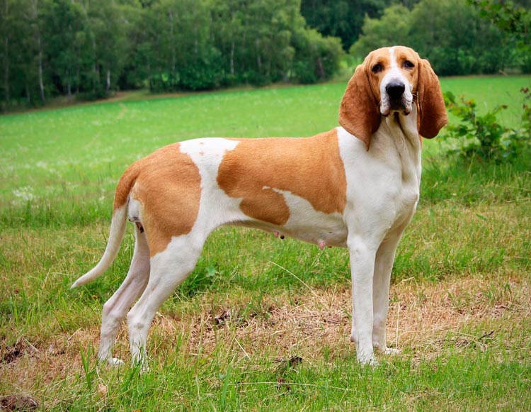 Sabueso suizo de Schwyz