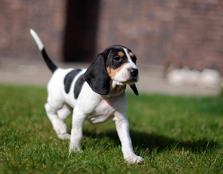 Cachorro de Sabueso suizo
