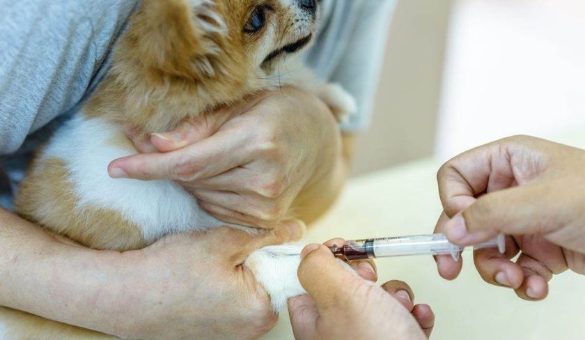 Análisis de sangre en perros