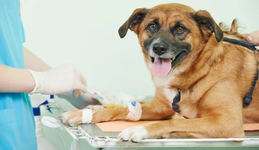 Perro en la clínica veterinaria