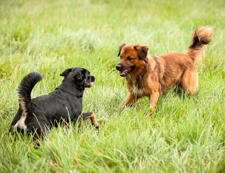 dos Pinscher austriacos