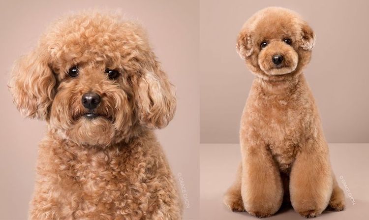 aziatskij-stil-strizhki-sobak-10 Estilo asiático de corte de pelo para perros
