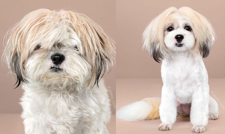 aziatskij-stil-strizhki-sobak-11 Estilo asiático de corte de pelo para perros