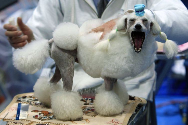 Corte asiático para perros