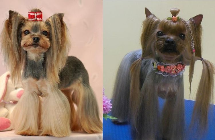 Estilo asiático de corte para yorkshires