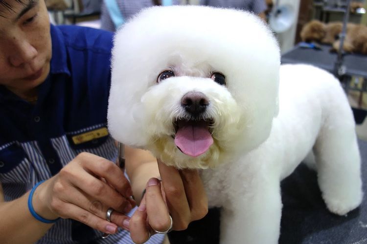 Cortes cuadrados para perros