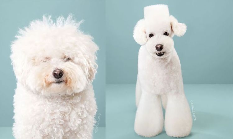 aziatskij-stil-strizhki-sobak-7 Estilo asiático de corte de pelo para perros