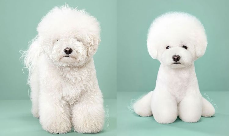 aziatskij-stil-strizhki-sobak-8 Estilo asiático de corte de pelo para perros