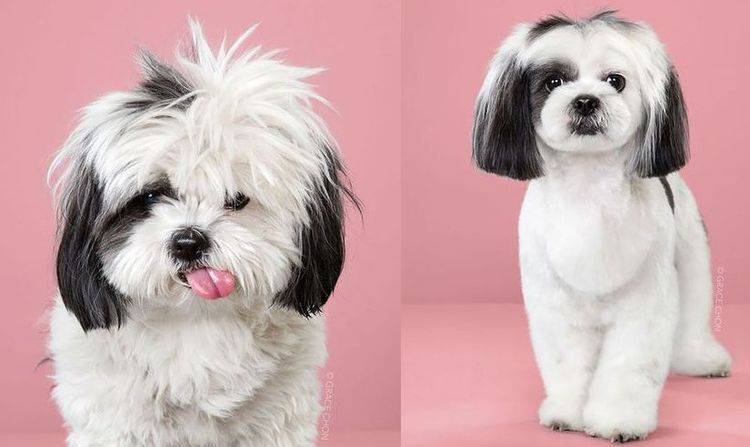 aziatskij-stil-strizhki-sobak-9 Estilo asiático de corte de pelo para perros