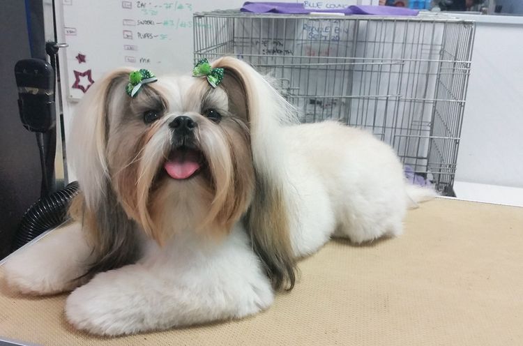 Estilo asiático de corte de pelo para perros