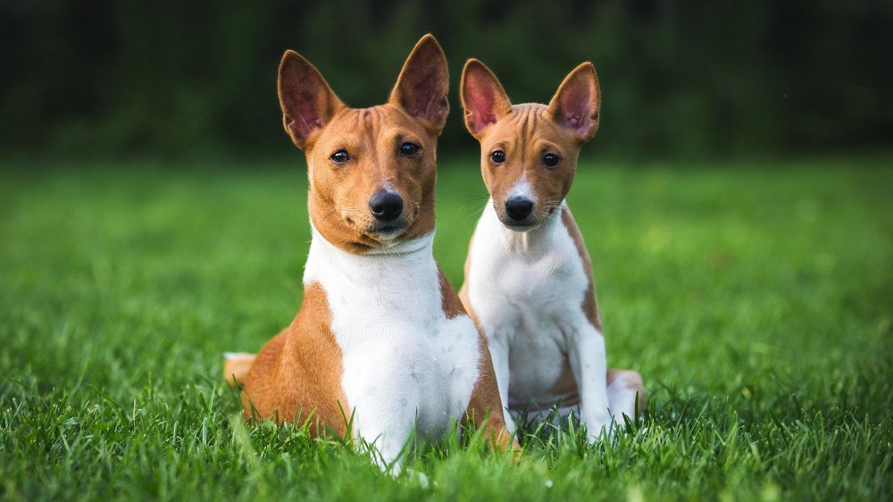 Basenji