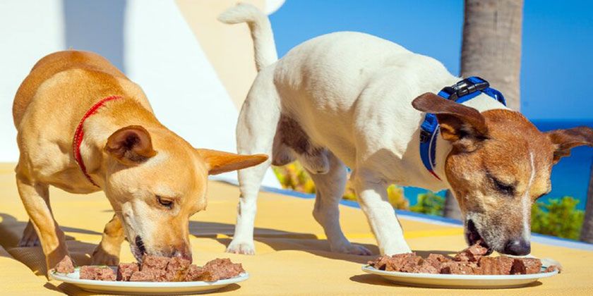 Alimento para perros Berkley