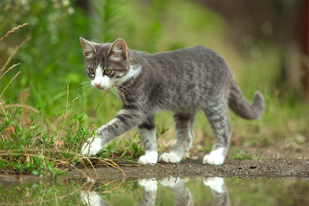 Gato cerca de un charco, hierba