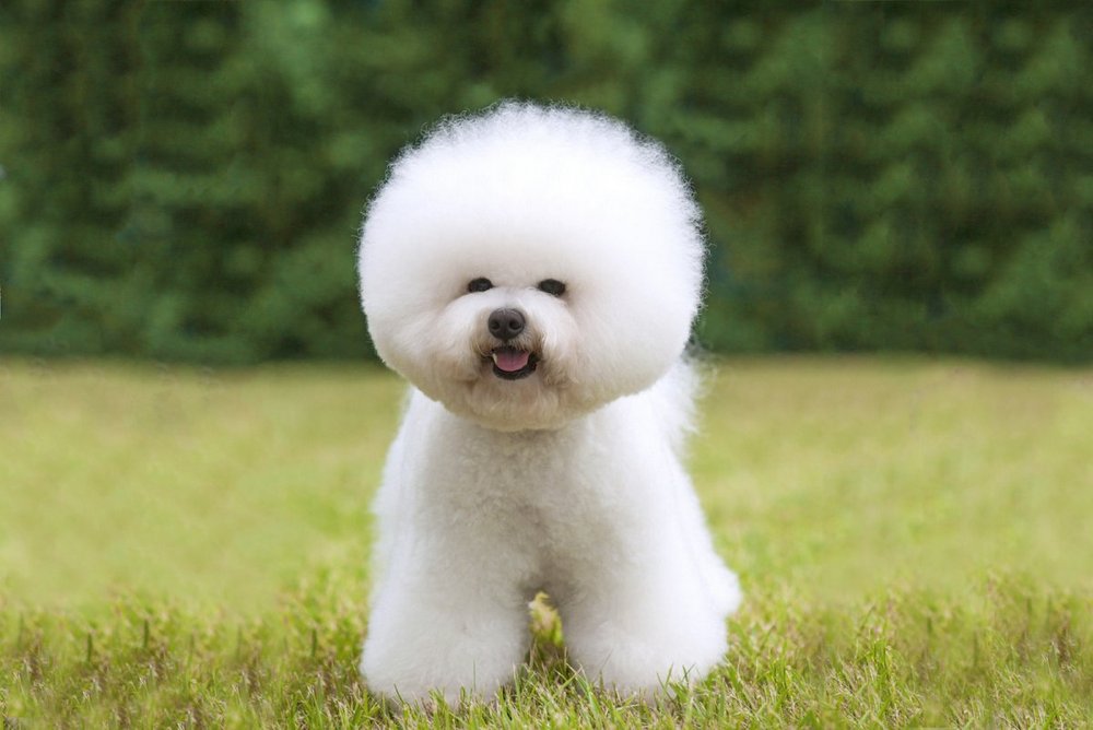 Bichón Frisé
